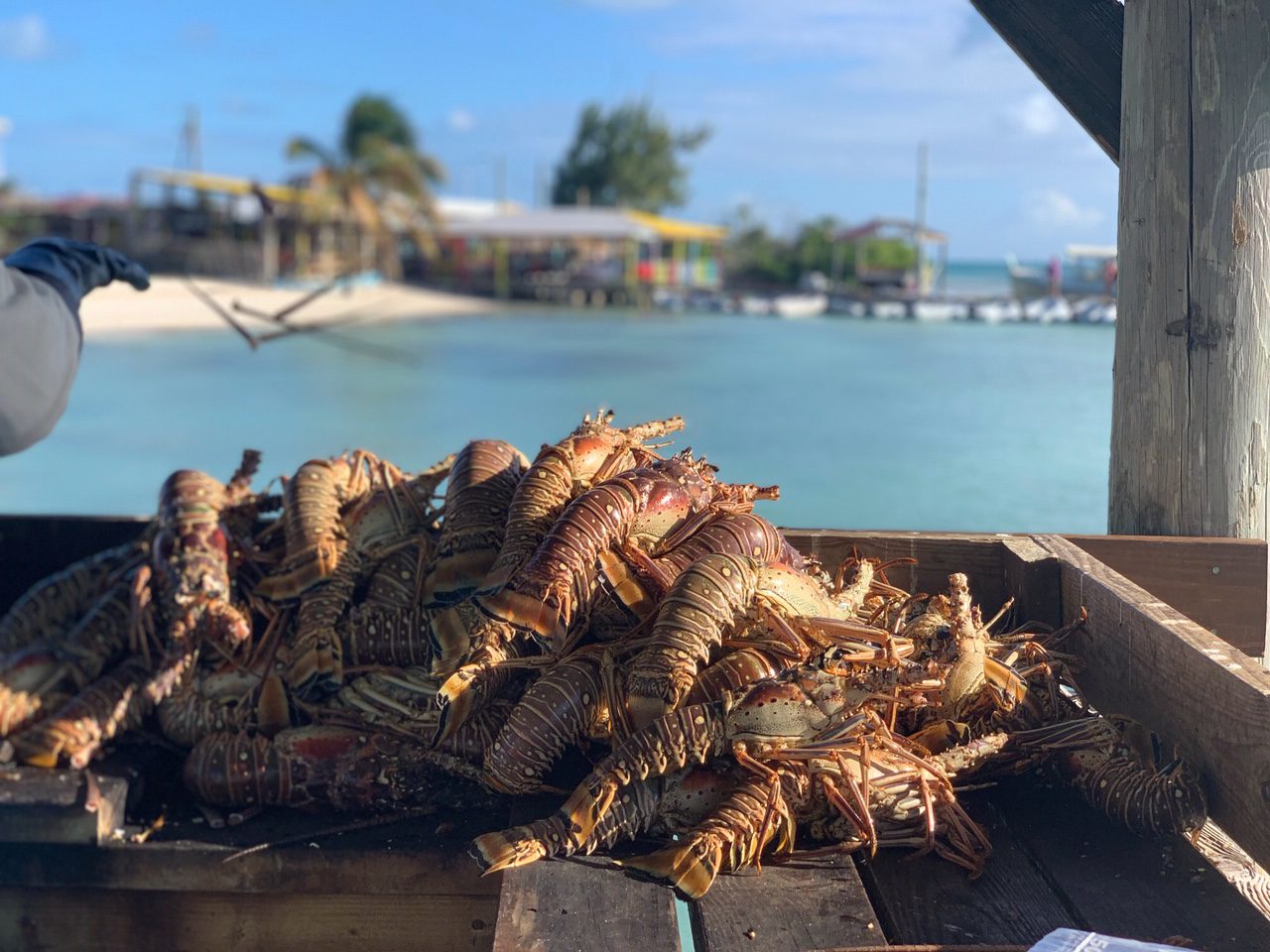 Freshly caught Caribbean lobster for popular Anegada, BVI dinner