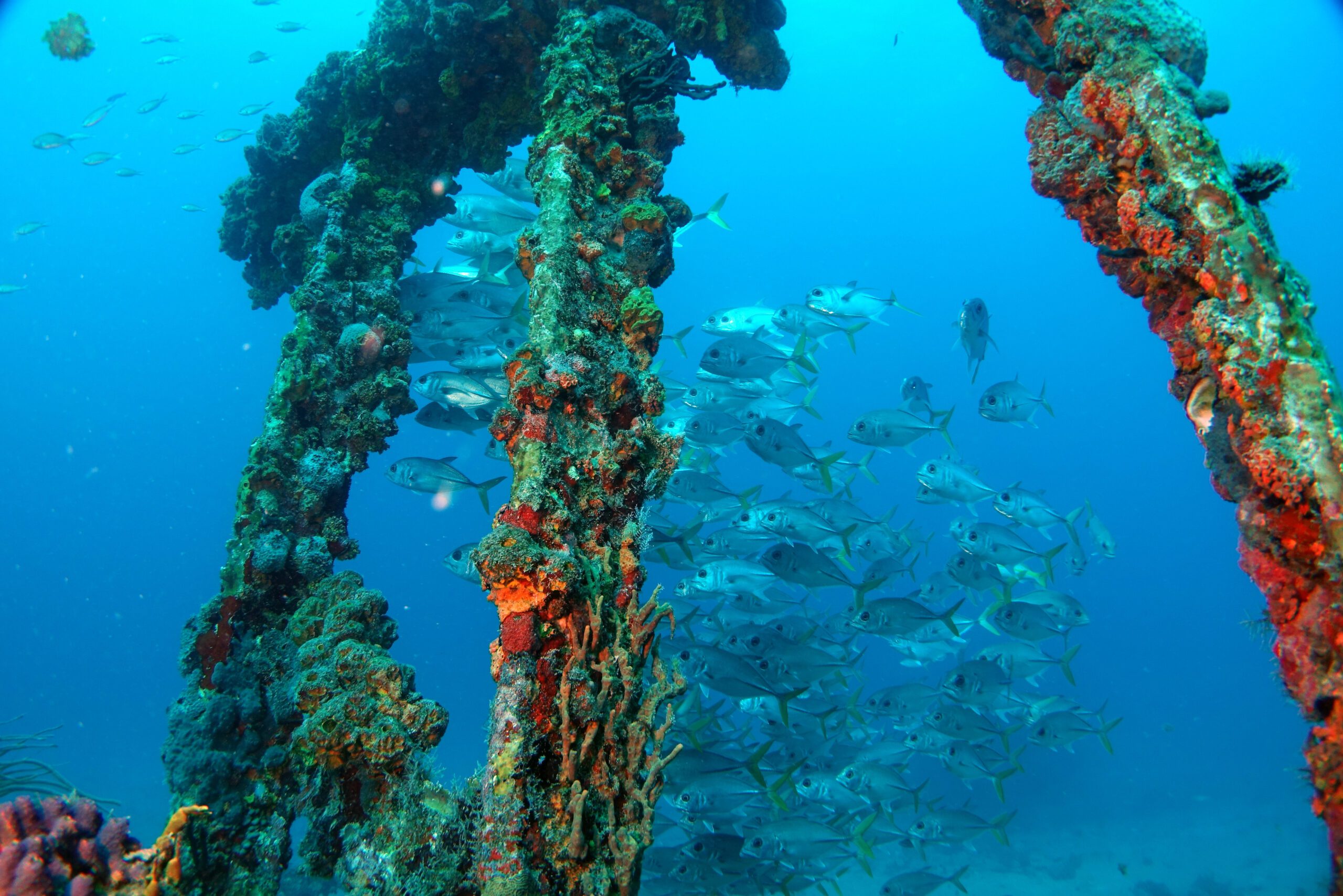 Fish swimming around coral growing on the sunken RMS Rhone in the BVI